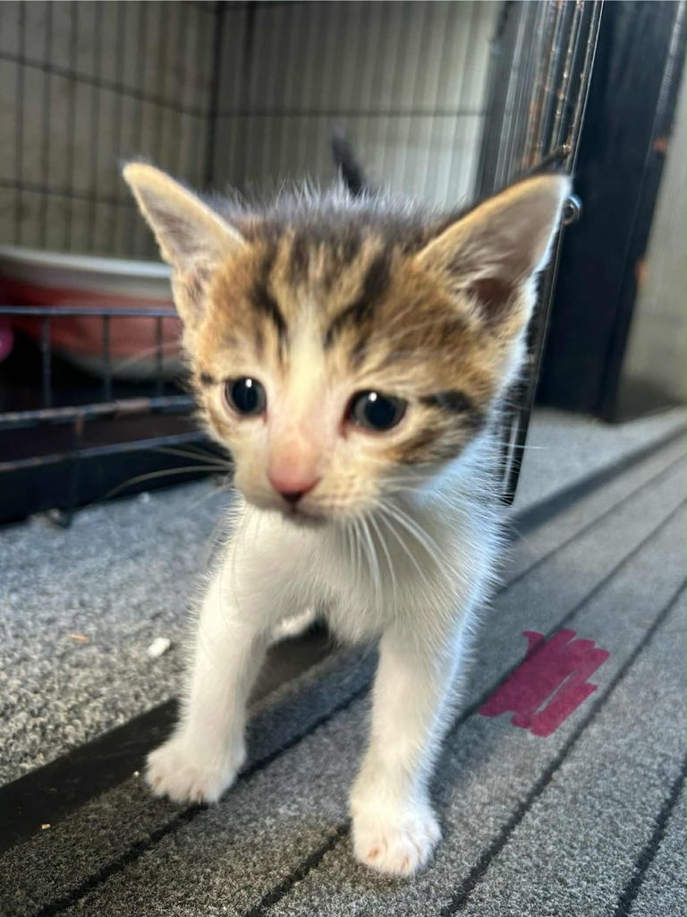 Kittens ready to go next week!