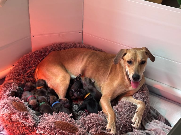 Saluki Bull Greyhound Puppies