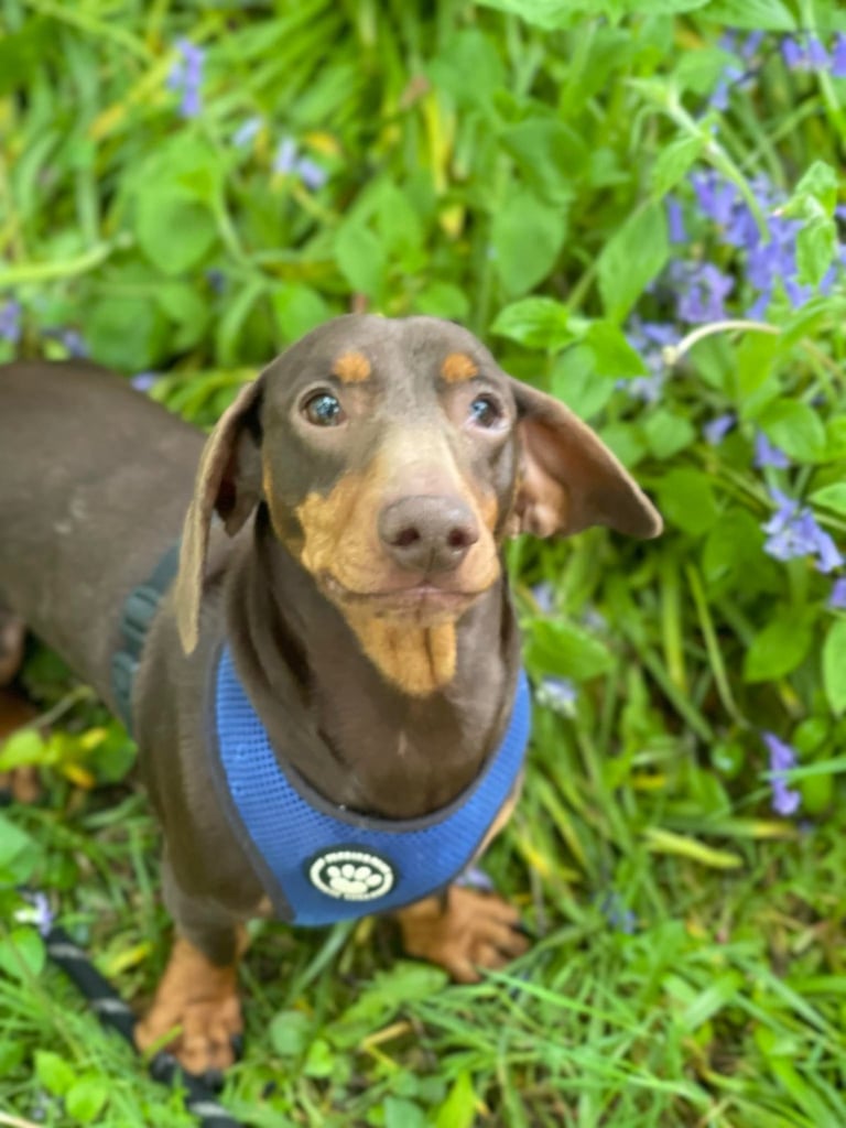 Dachshund 