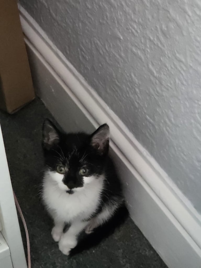 gorgeous kittens