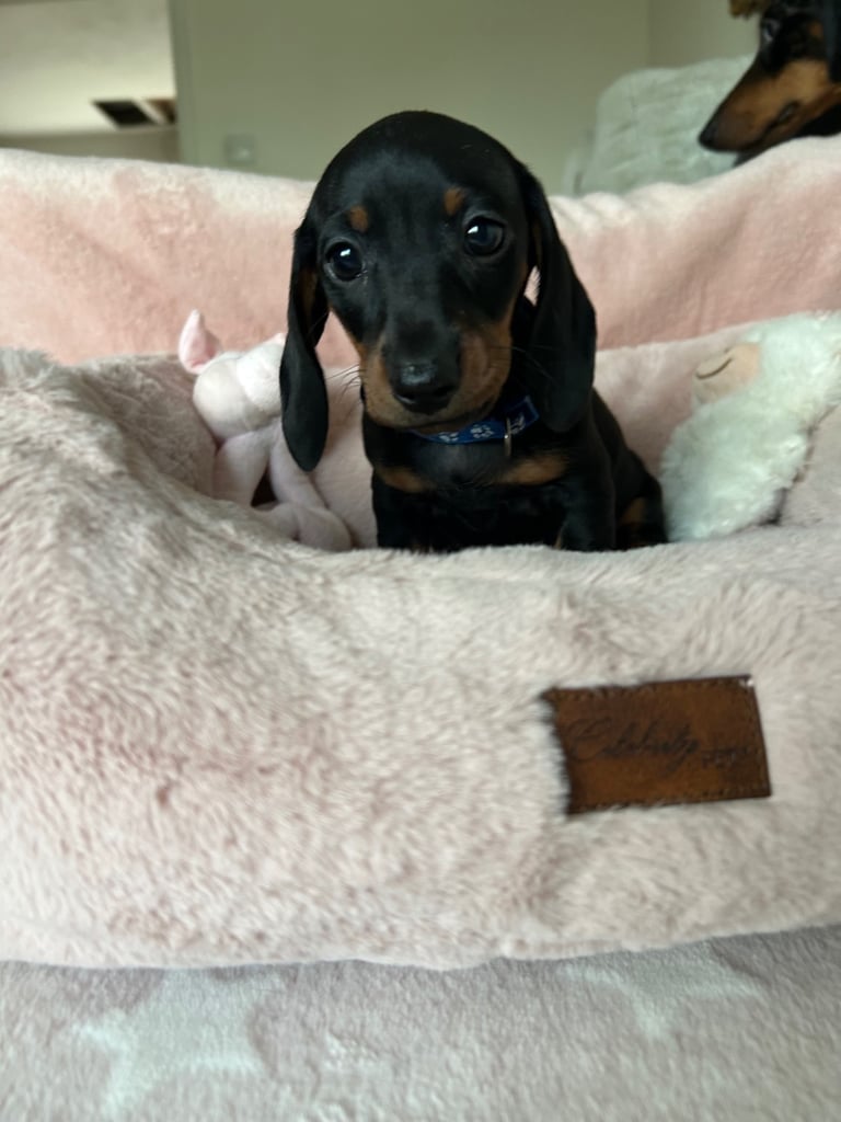 Ready now, 2 Beautiful girls  Dachshund puppies available 