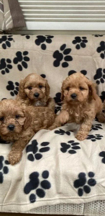 Cavapoo