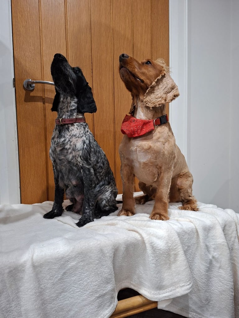 Show type Cocker spaniel pups 