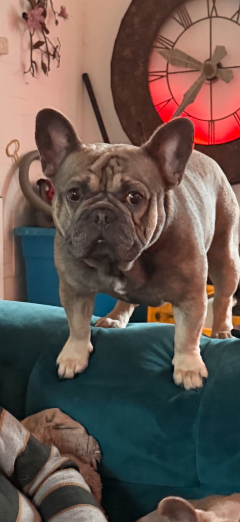 French bulldog called Popeye KC reg 3 years
