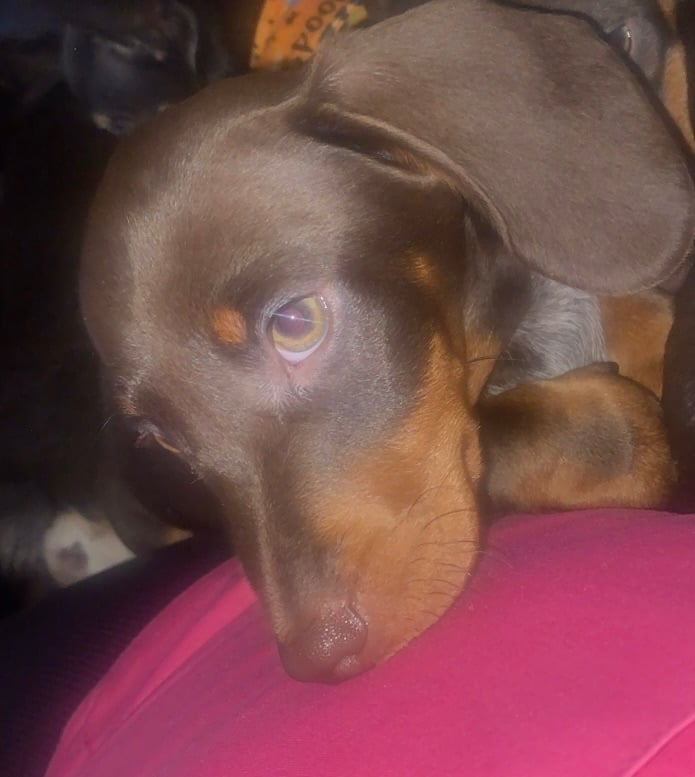 dashound puppy LAST ONE !!!!!!