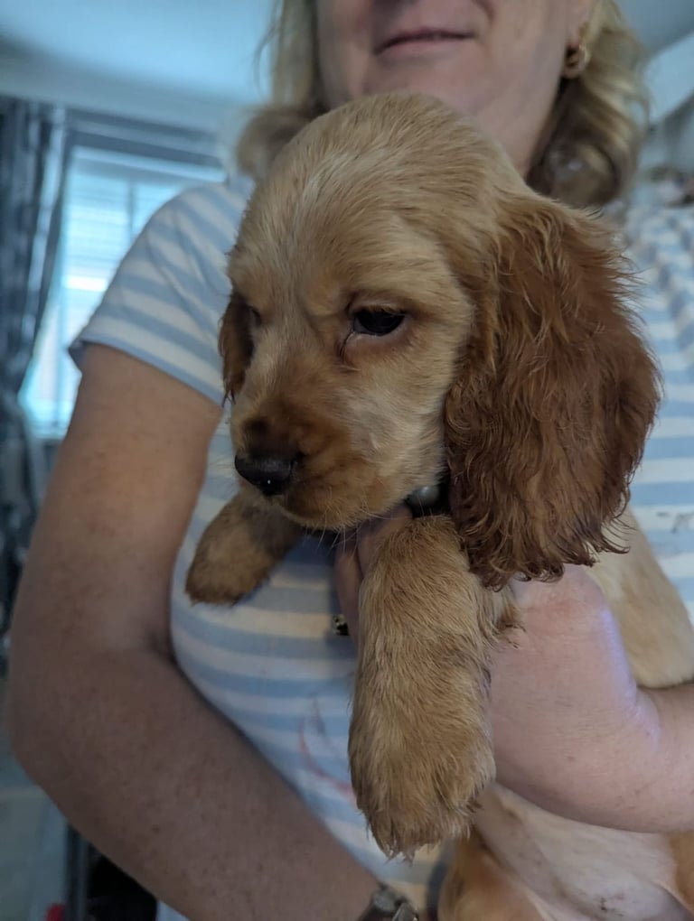 × Ready Now × Beautifull Cocker Spaniel Pups 
