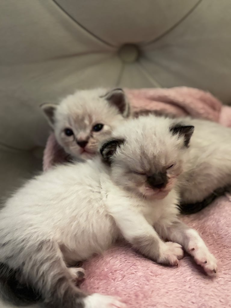 ONLY 2 LEFT! 🐾✨ Adorable Persian × Bengal Kittens Looking for Loving Homes! ✨🐾