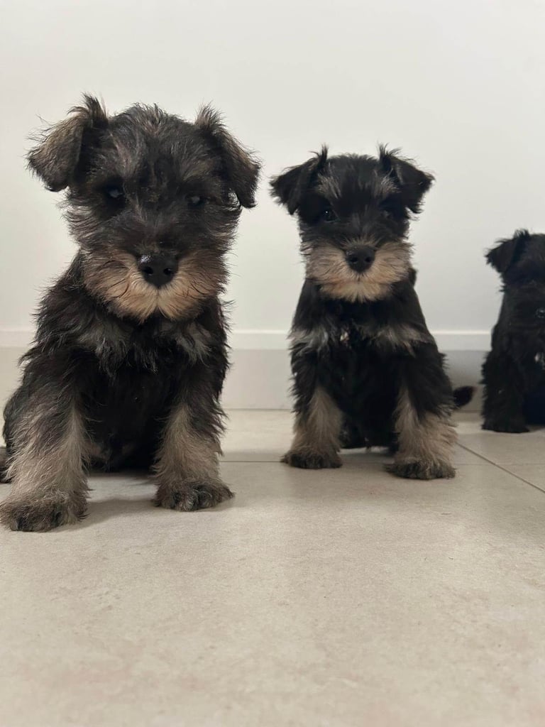 image for KC Registered Miniature Schnauzer 