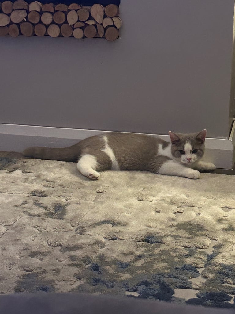 🐾 Beautiful British Shorthair Boy – 9 Months Old (Sad Sale) 🐾
