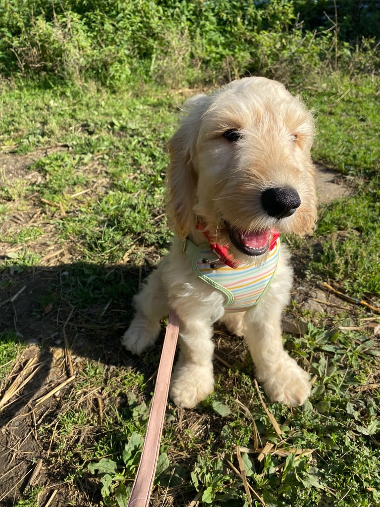  Beautiful Cocker doodle female puppy