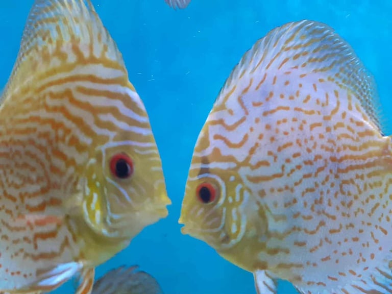Beautiful Red and Blue Discus 