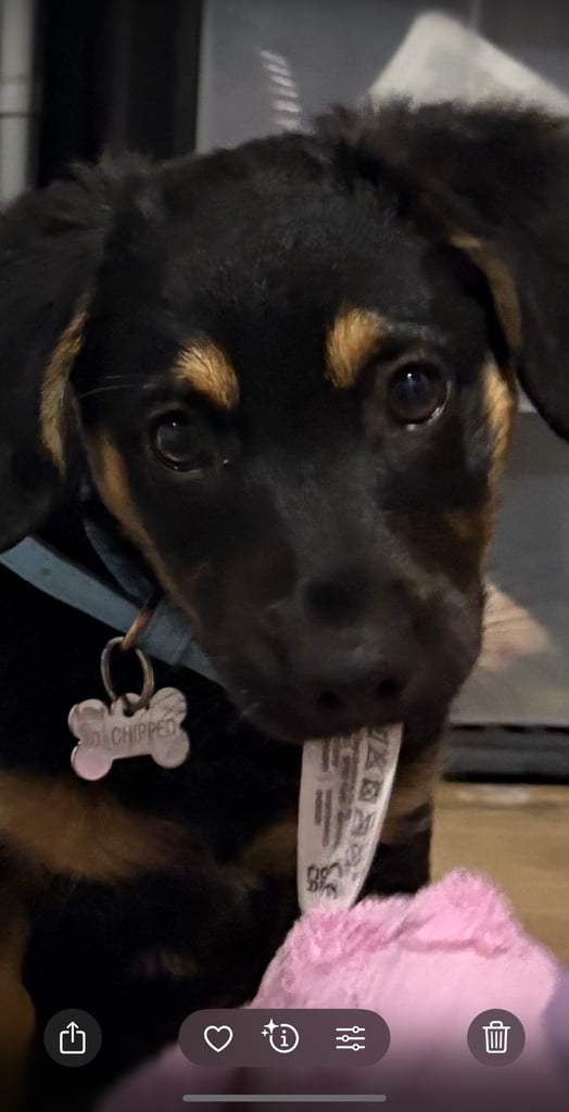 German shepherd dachshund 