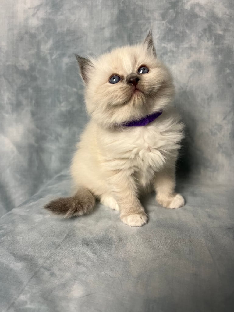 Ready Beautiful Ragdoll Kittens Blue Mitted and Chocolate Mitted
