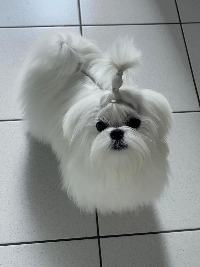 Gorgeous Tiny Maltese Puppies
