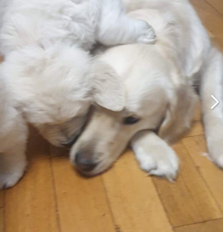 STUNNING GOLDEN RETRIEVER PUPPIES 