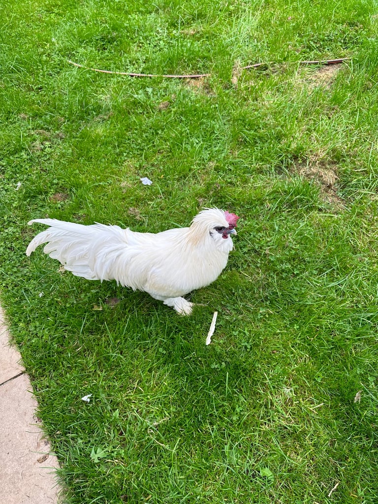 image for Rooster for sale 