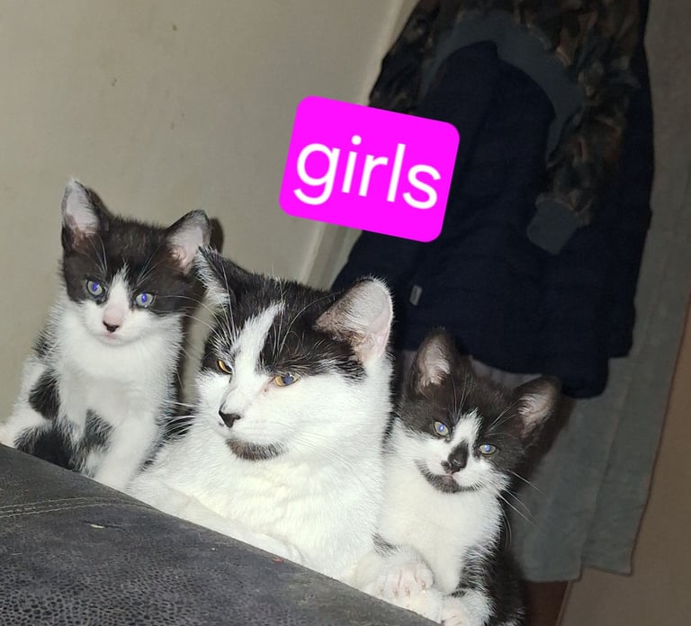 3 kittens ready to leave can deliver too