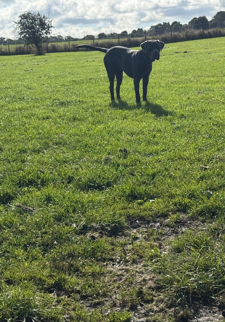 9 month of Cane Corso