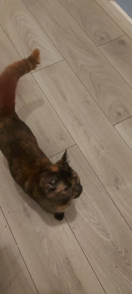 Beautiful black and ginger cat 6 months old last one available now only £150