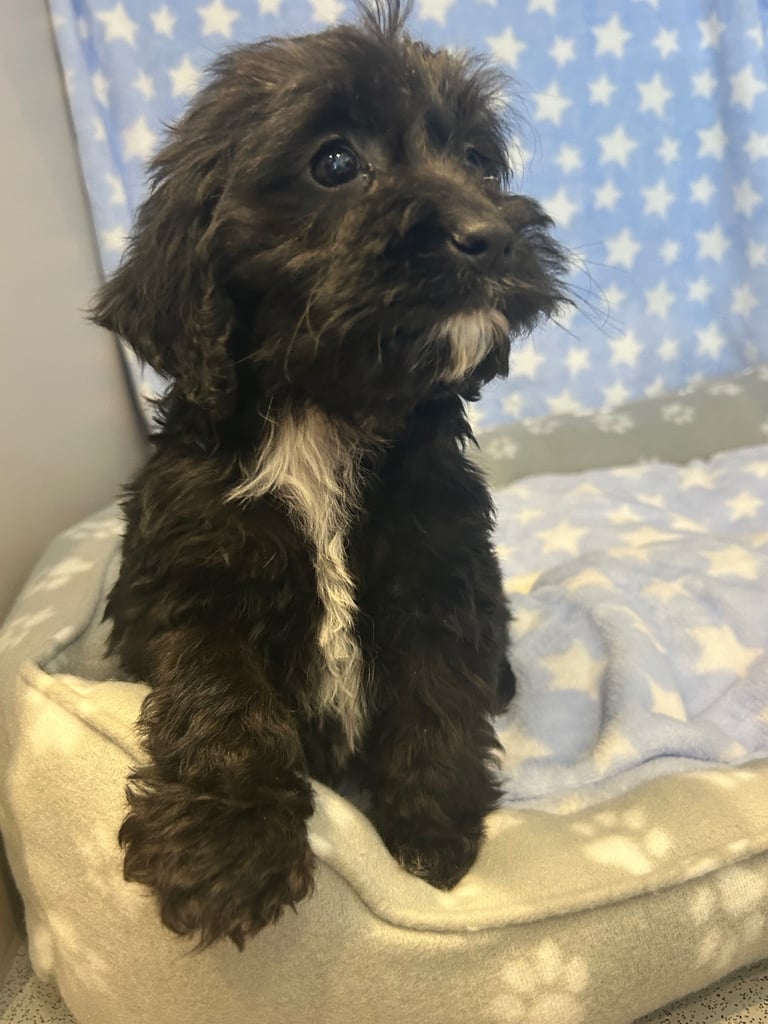 5 boy cockapoo puppies for sale
