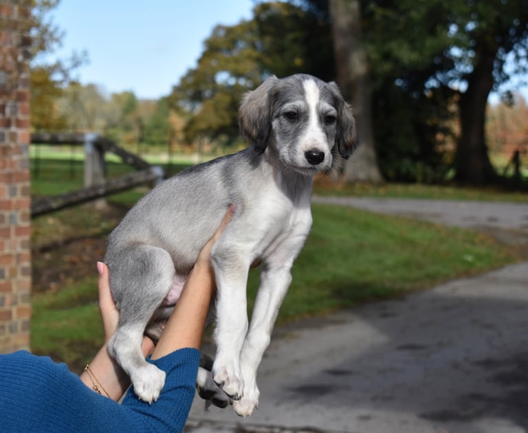 KC Saluki Puppies