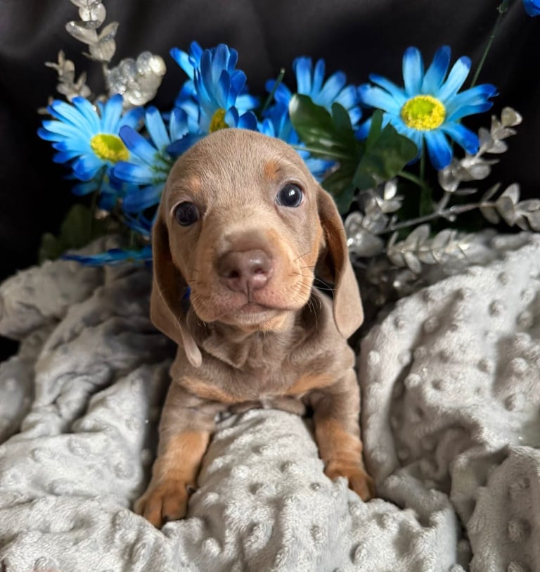 KC registered puppies Dachshund for sale