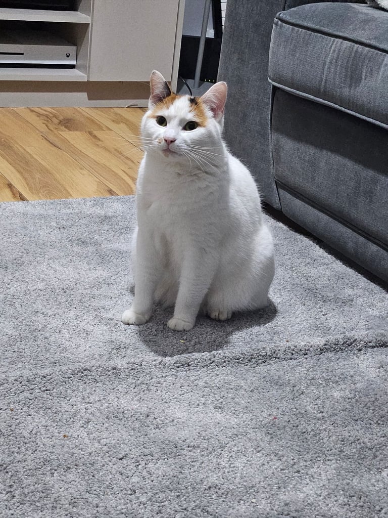 2 adult female cats to a good home!