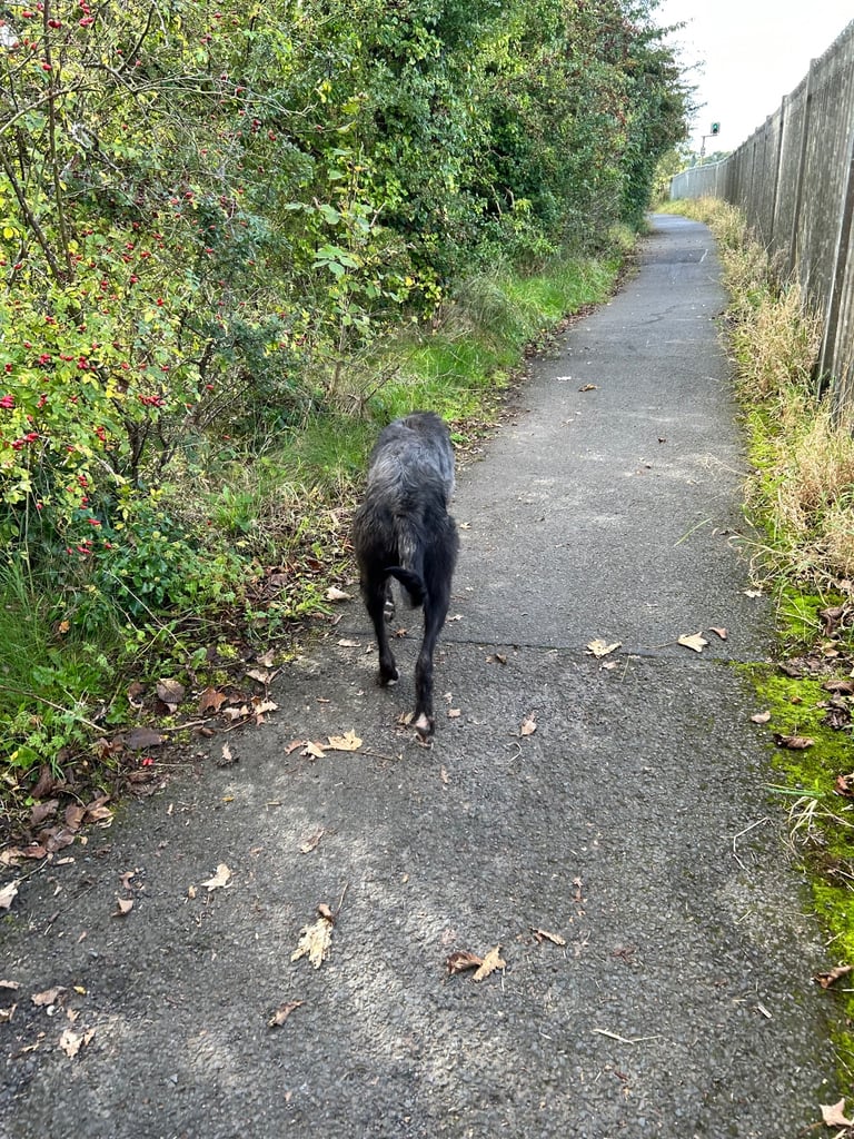 image for 13 months old lurcher dog 