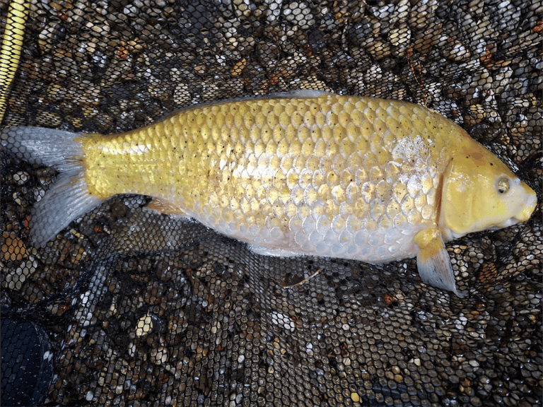 Koi Fish for Sale Gumtree