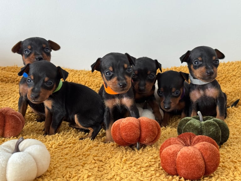 image for Not KC Reg Miniature Pincher Puppies 