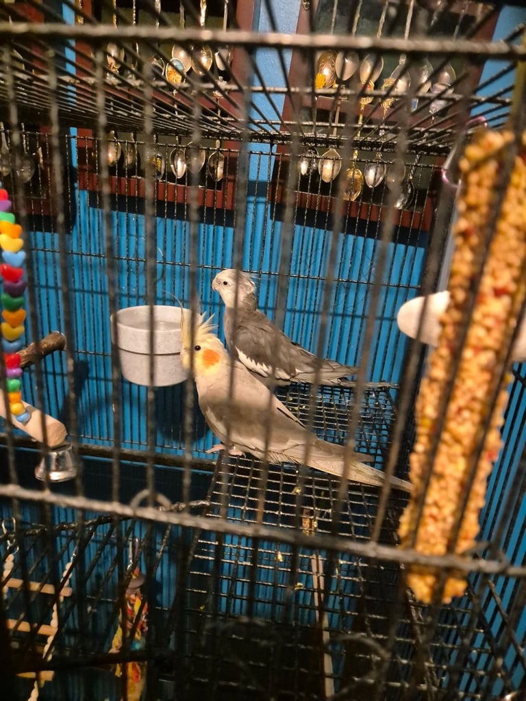 Two cockatiels for sale with cage 