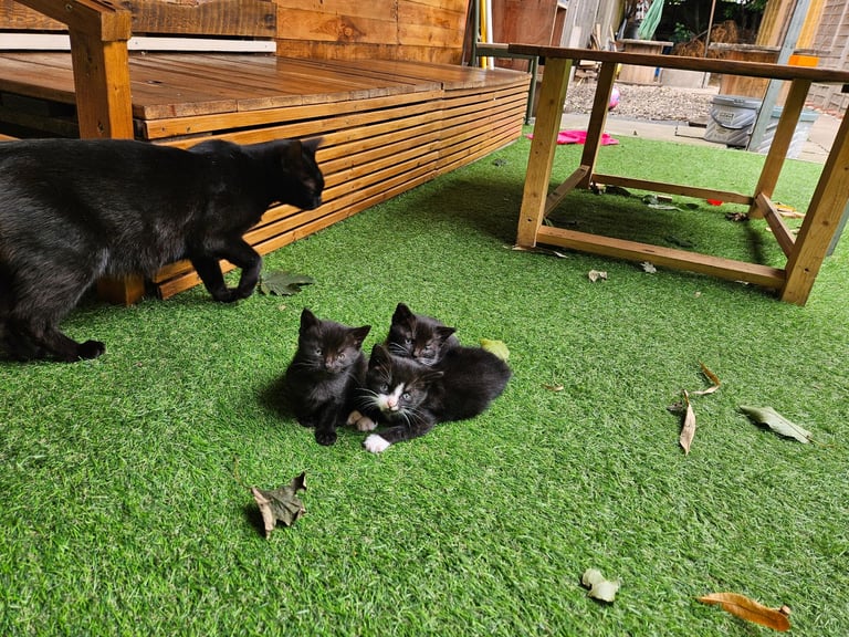 Cats for sale