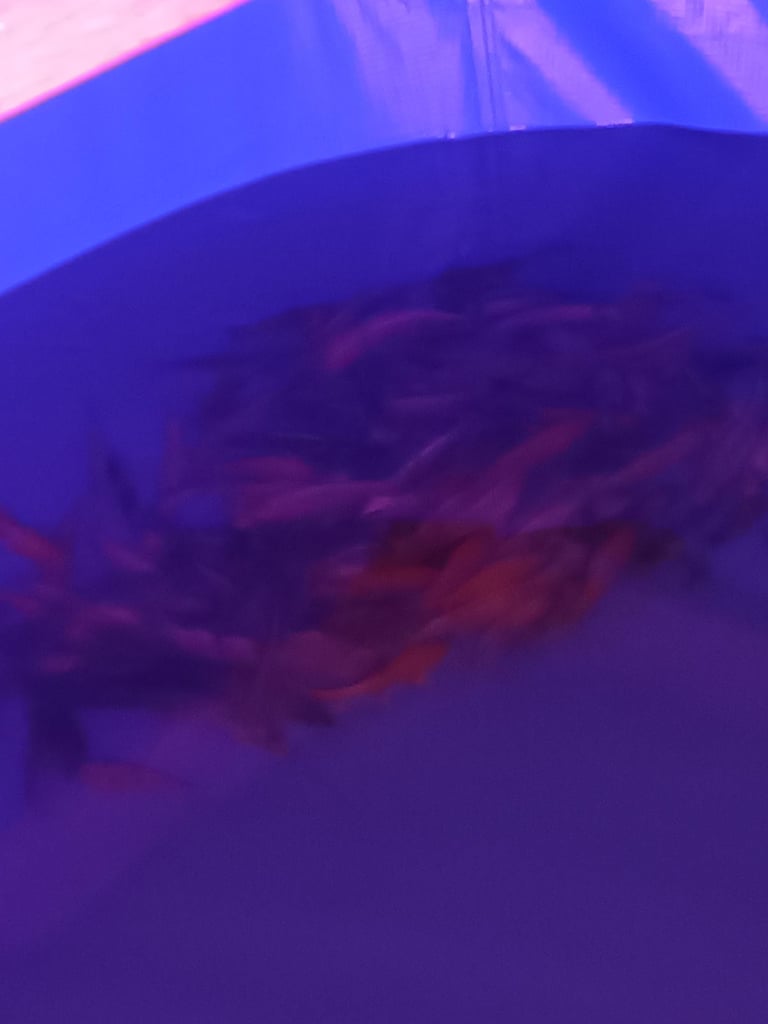 Koi for sale 