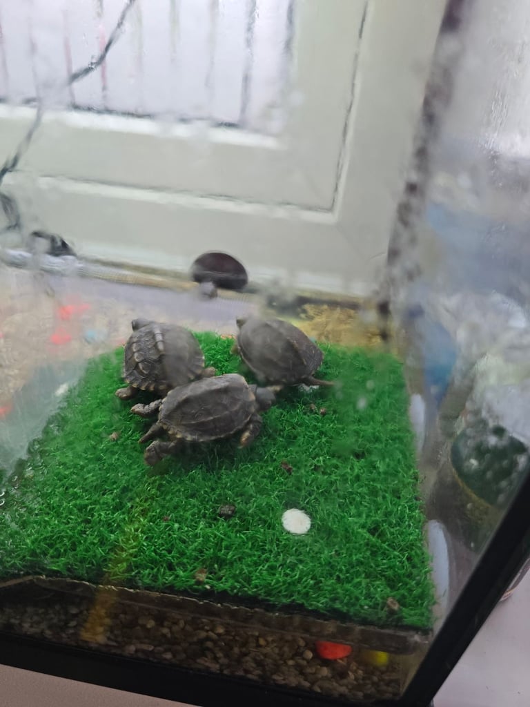 BABY TURTLES 