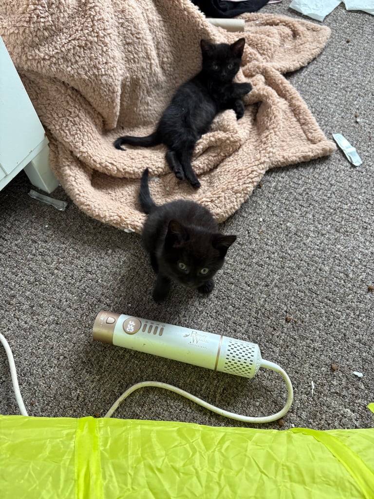 X breed bsh kittens 2 Little boys left   PRICE REDUCED 