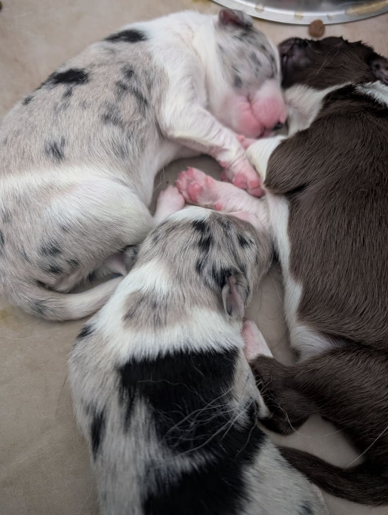 image for Gorgeous collie puppies 