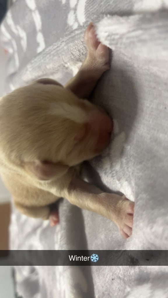 Lab x staffie pups 