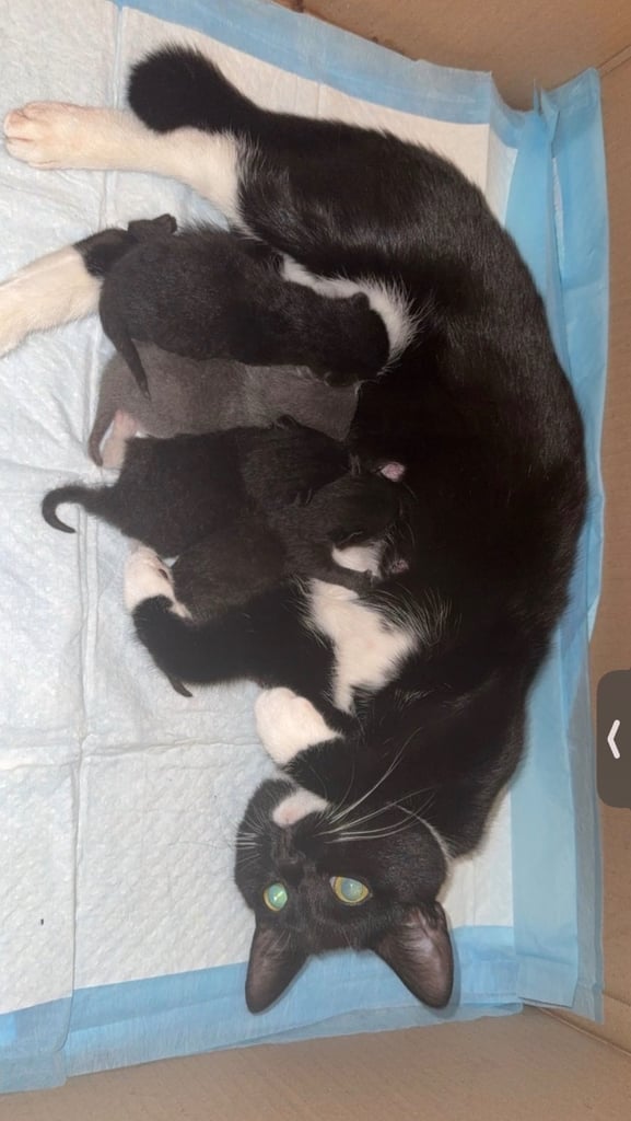 last kitten 