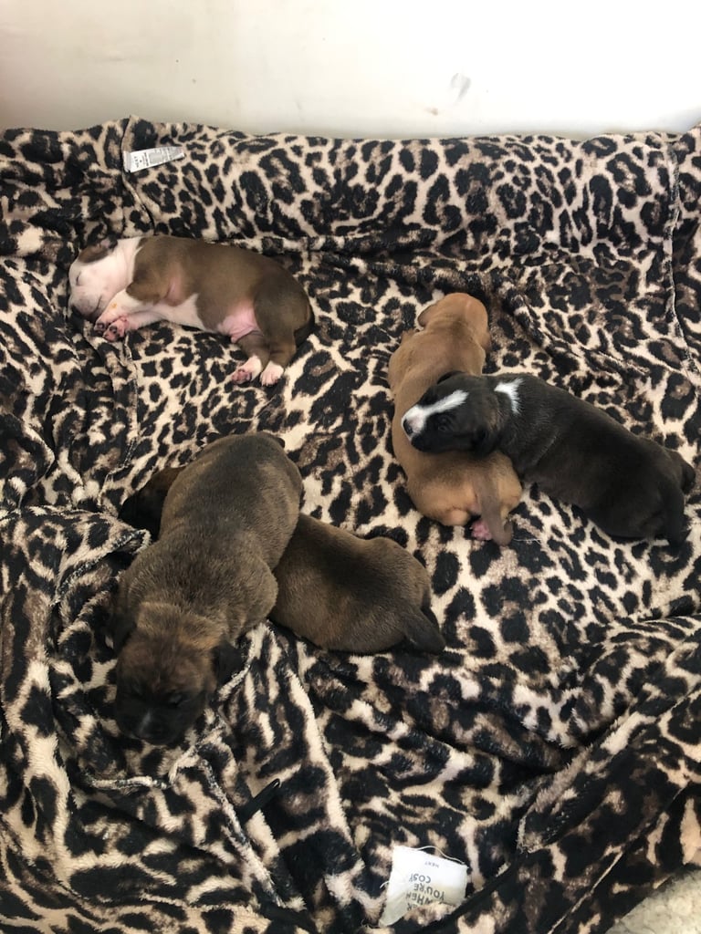 Staffordshire Bull Terrier x puppies for sale
