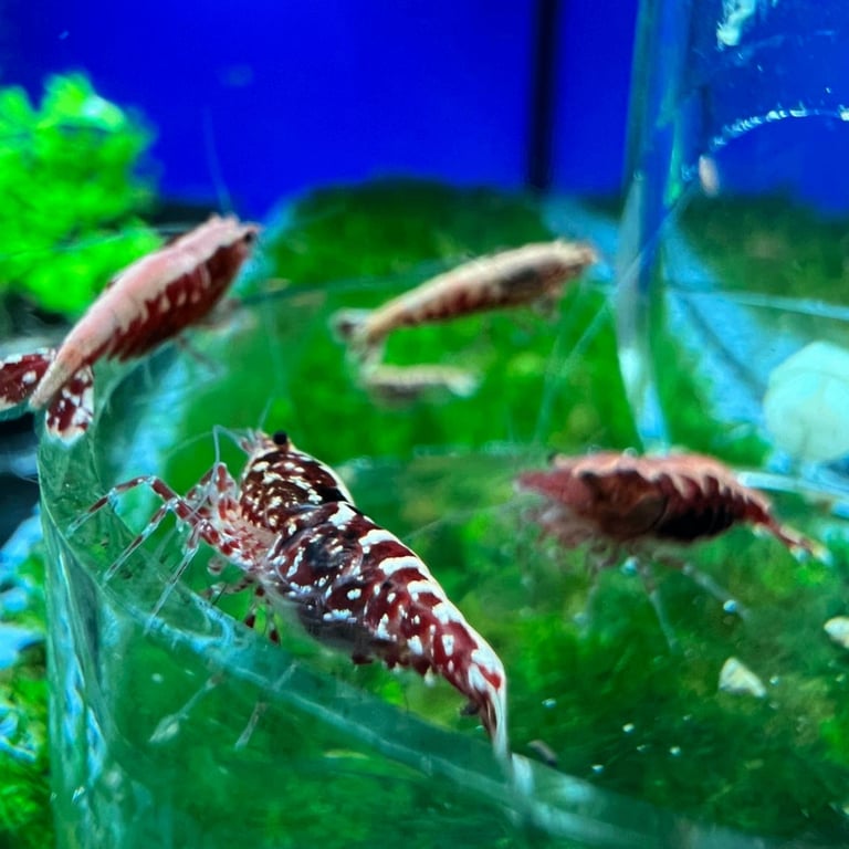 Cherry shrimp 
