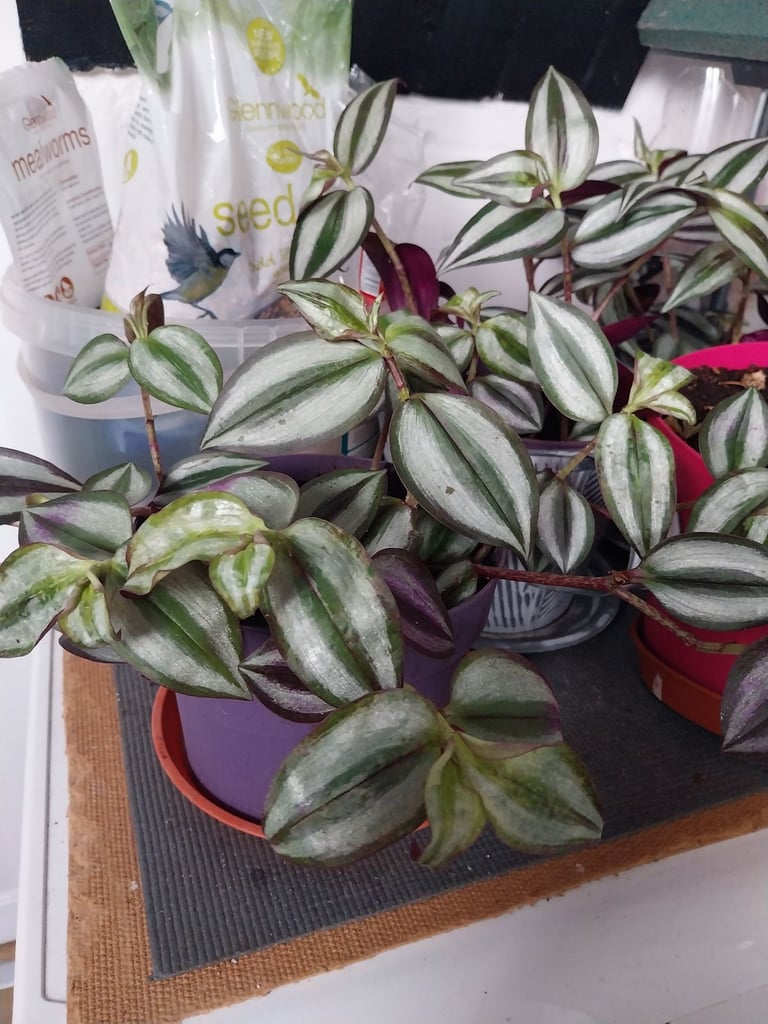 image for House plants 