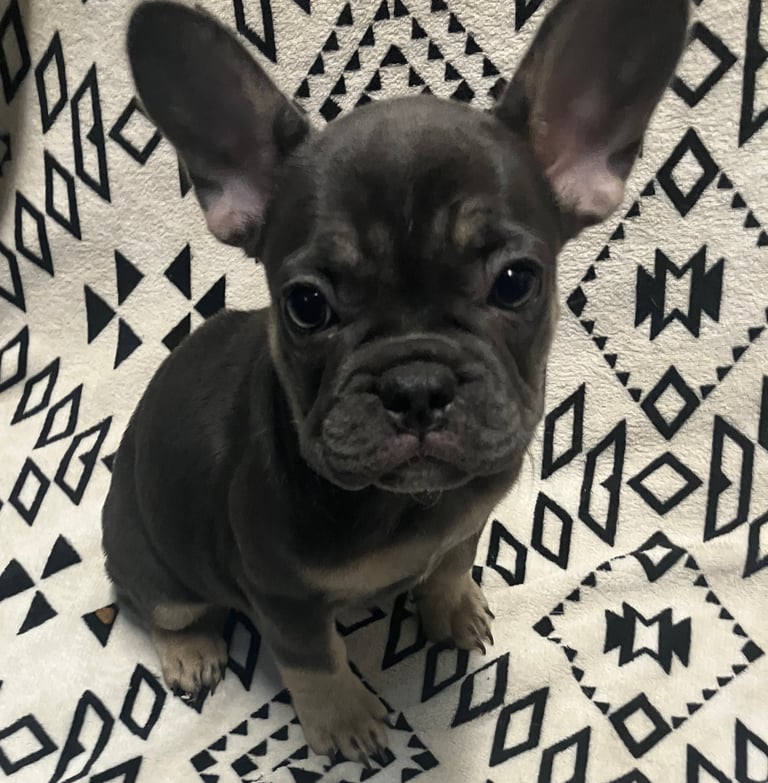 3x 11 week old French Bulldogs for sale!