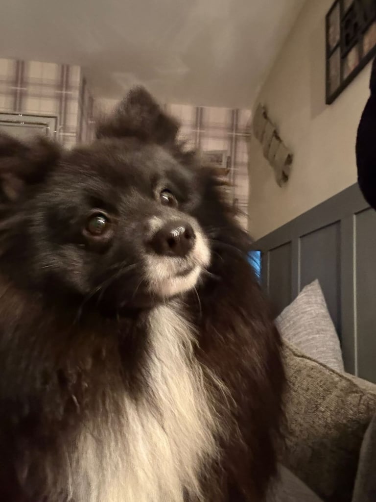 1 year old pomeranian boy