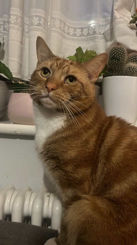 cats for sale ginger