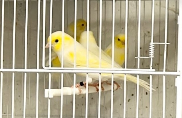 Yellow Diamorphic Canaries 