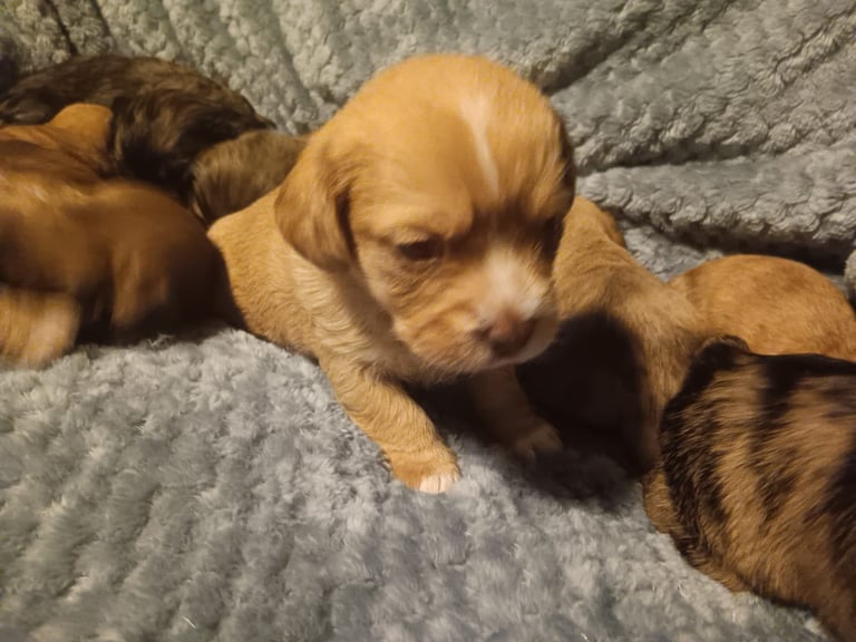 Beautiful dachshund cross cava-tzu for sale
