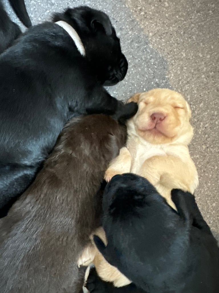 Labrador puppies