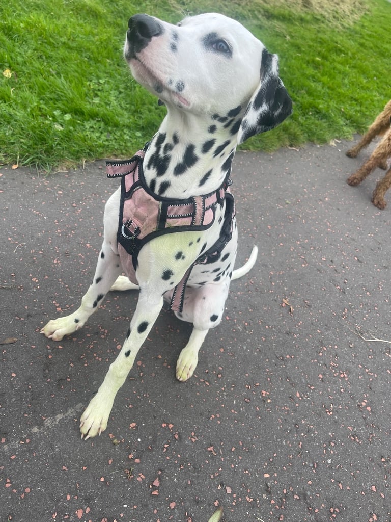 Puppy