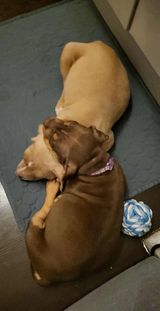 Staffordshire mix pup 