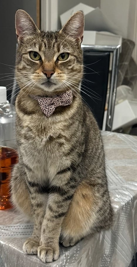 Cat Female Rehomed 